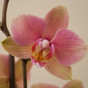 Plants in China - Orchid
