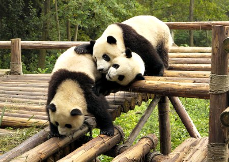 Playful Pandas at the Chengdu Breeding Center