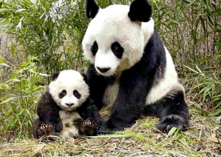 Giant Pandas in Chengdu