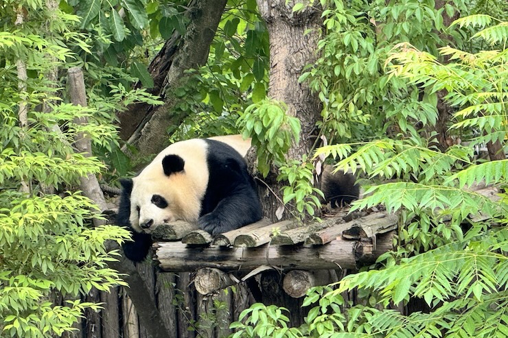 Chengdu Pandas in June