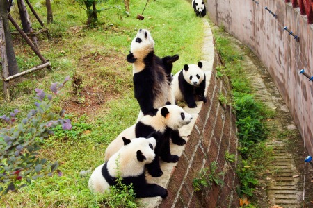 Giant Pandas at Dujiangyan Panda Base