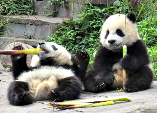 Panda Cubs at Bifengxia Panda Center
