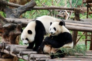 Panda Bears in Chengdu