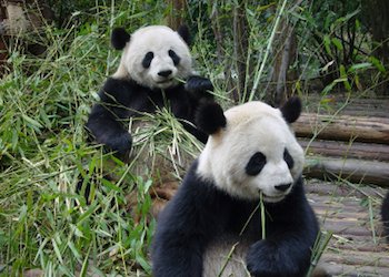 Chengdu