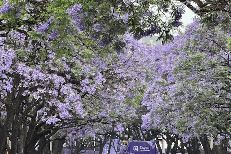 Spring in Kunming and Jacaranda tunnels