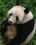 Giant Panda at Beijing Zoo